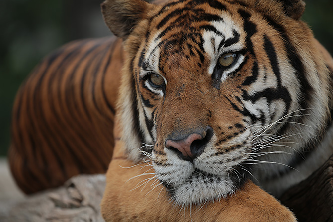 浣宠兘澶х櫧鍙傛暟,浣宠兘ef100-400f2.8涓変唬