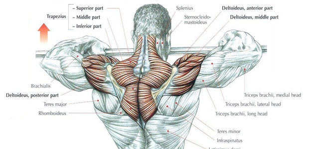 胸大肌如何练才是最好看的肌肉,练习胸大肌和三角肌的训练方法