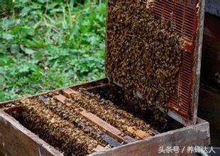 双王群养中蜂最佳时间,中蜂双王群的操作方法