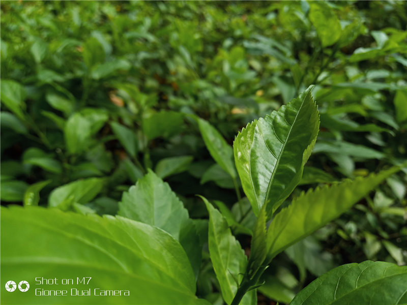 提升自己不止一点点,提高金立手机性能