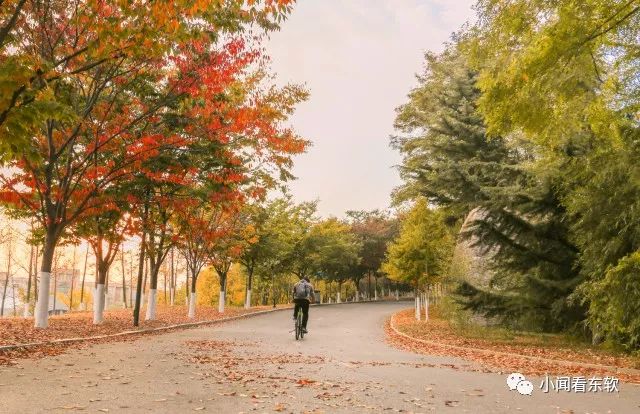 大连东软是本科学校吗,大连东软都有什么院系