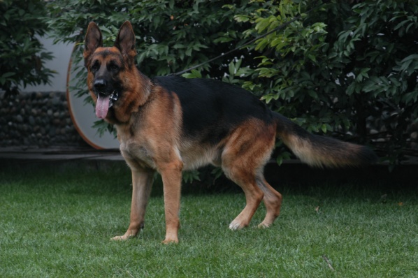 萌宠狗狗德国牧羊犬,狗狗德国牧羊犬