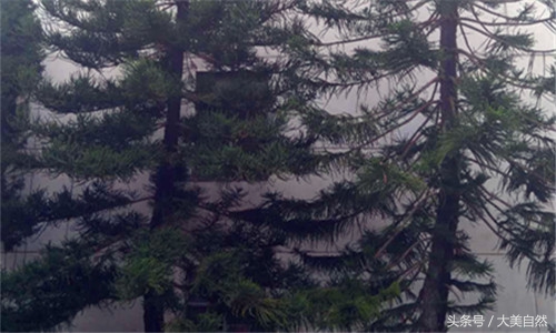 鱼塘虾太多了用什么能消灭,鱼塘虾的正确调理方法