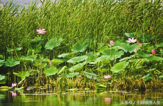 山东省济宁市鱼台县城,中国山东济宁鱼台