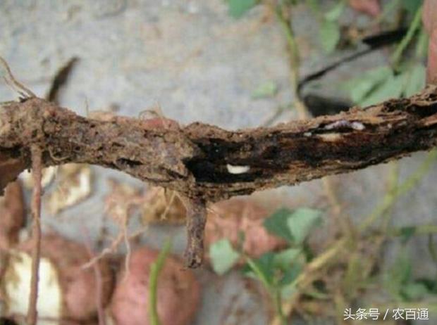 红薯蚁象怎么防治,甘薯蚁象在家怎么去除