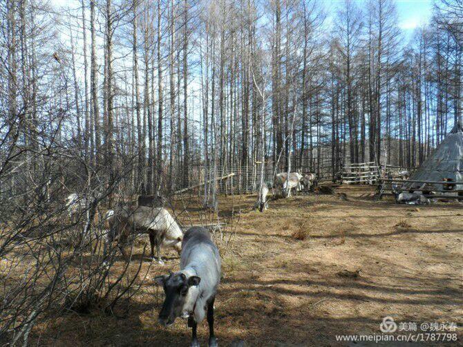 内蒙古草原旅游度假村,内蒙古敖鲁古雅景区
