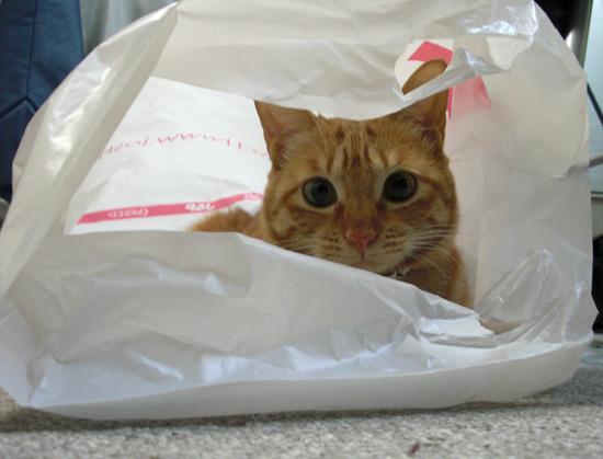 猫咪吃塑料袋缺少什么微量元素,猫咪咬塑料袋