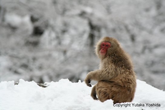日本猴子泡温泉在哪个温泉,日本猴子泡温泉纪录片