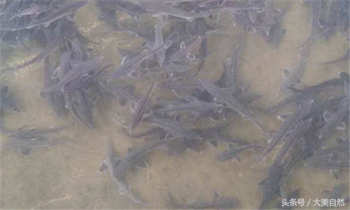 鱼塘虾太多了用什么能消灭,鱼塘虾的正确调理方法