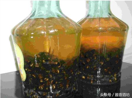 虎头蜂酒的功效与作用及制作方法,泡虎头蜂酒要什么药材