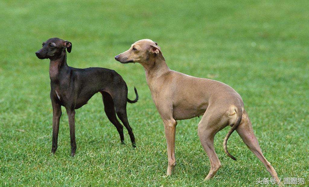 十大黑狗品种灵缇,世界名犬达克斯猎犬