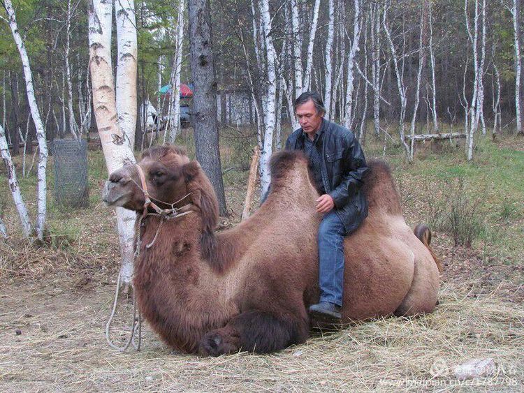 内蒙古草原旅游度假村,内蒙古敖鲁古雅景区