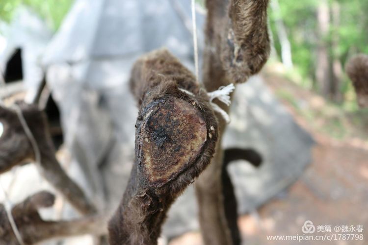 内蒙古草原旅游度假村,内蒙古敖鲁古雅景区