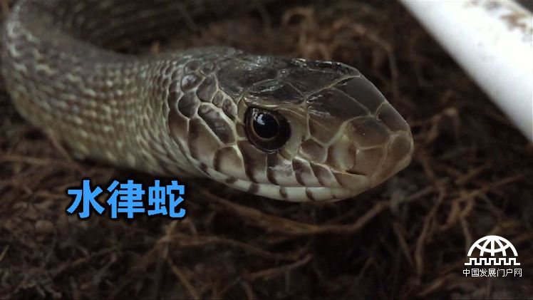 致富经年轻小伙养豪猪发家致富,致富经养蛇视频全集