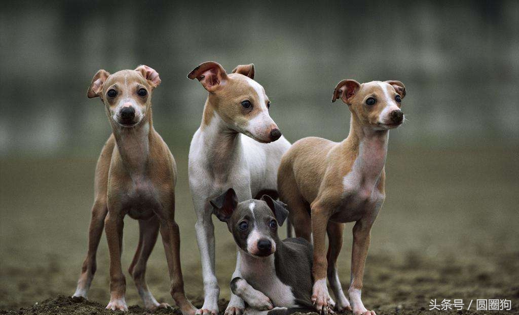 十大黑狗品种灵缇,世界名犬达克斯猎犬