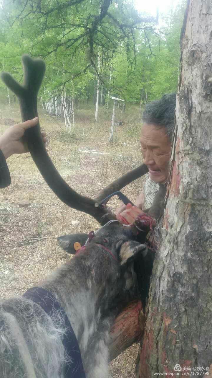 内蒙古草原旅游度假村,内蒙古敖鲁古雅景区