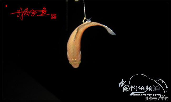 夜钓继续过小瘾，回家煲煲爱心粥