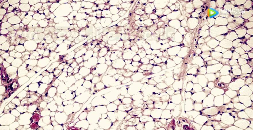 不用节食一周也能瘦8斤的方法,15天减掉20斤脂肪的方法