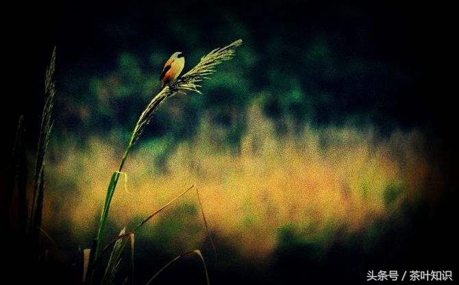 茶言茶语品茶悟人生的经典句子,小孩茶言茶语品茶悟人生