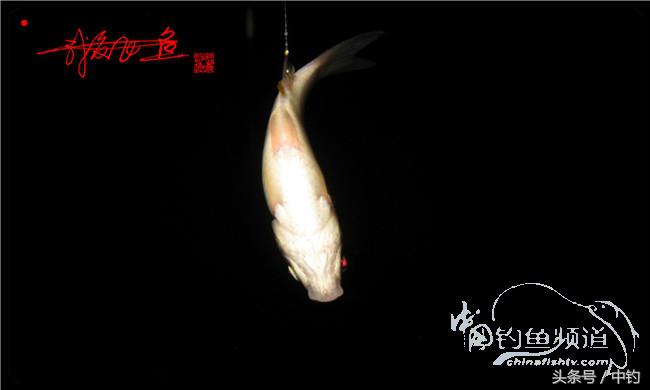 夜钓继续过小瘾，回家煲煲爱心粥