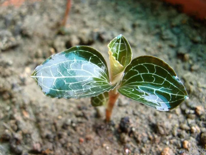 金线莲的养殖方法和注意事项,金线莲栽培时的生态环境条件