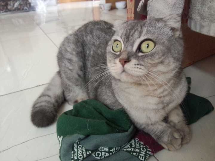 猫的性格是由什么决定,猫的性格到底古怪在哪四个方面