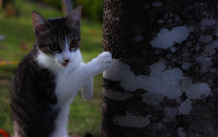 猫的性格是由什么决定,猫的性格到底古怪在哪四个方面