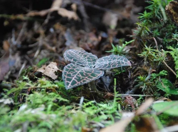 金线莲的养殖方法和注意事项,金线莲栽培时的生态环境条件