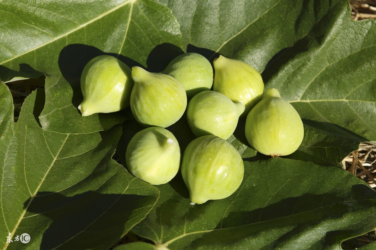 心室病患者的饮食菜谱,风湿性心室病的饮食