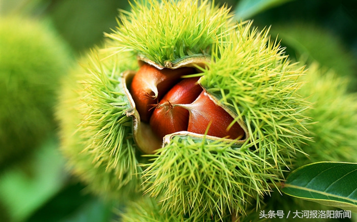 励志哥乞讨月入过万,励志哥一年收入