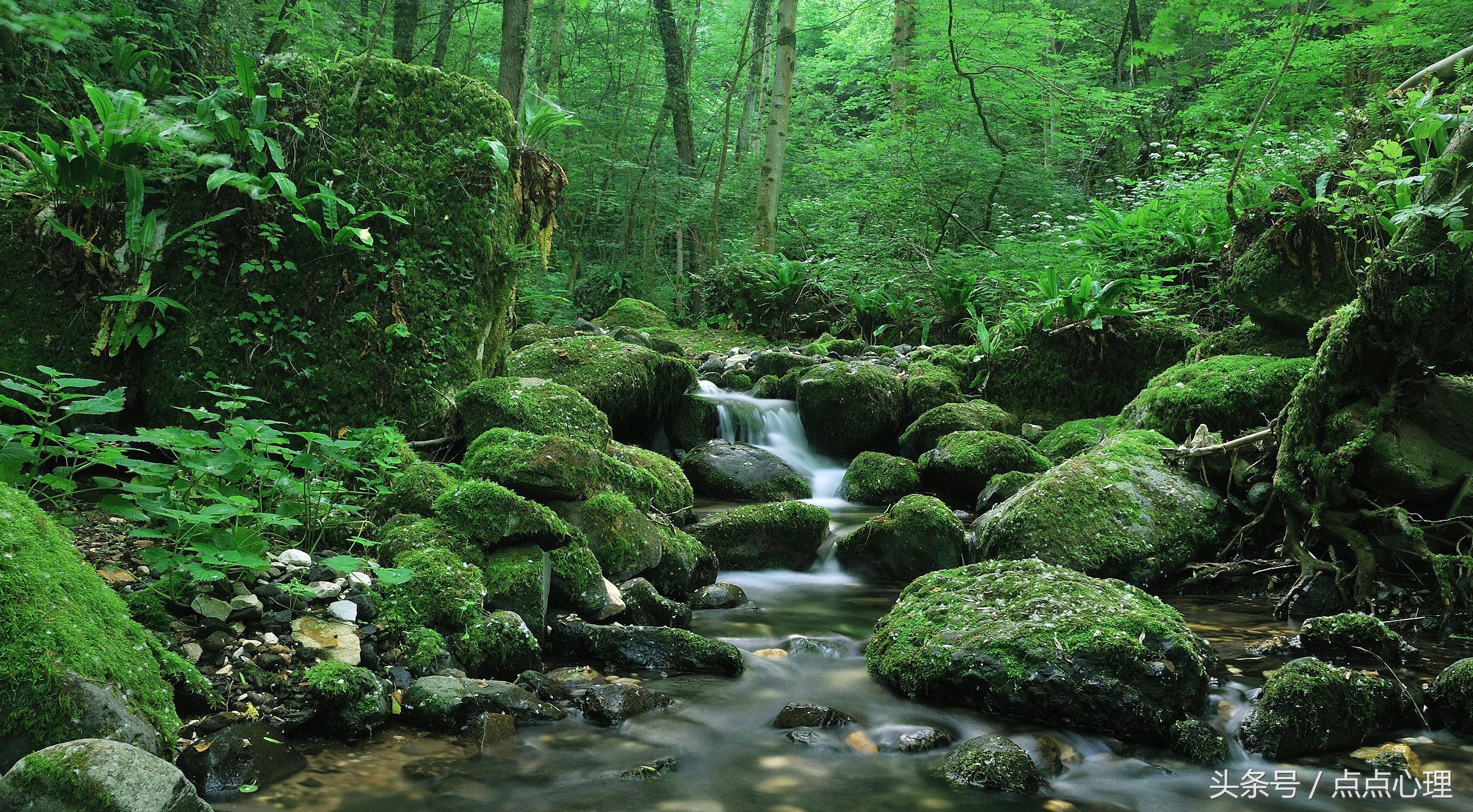 绿色性格,绿色性格人