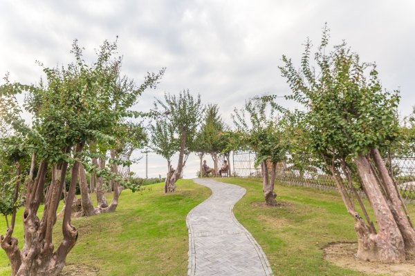 紫薇的价值及图片,紫薇观赏价值