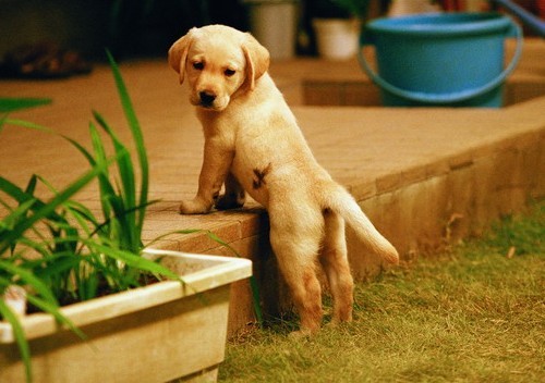 关于忠犬的9部电影推荐，看看有没有你家“那位”的影子