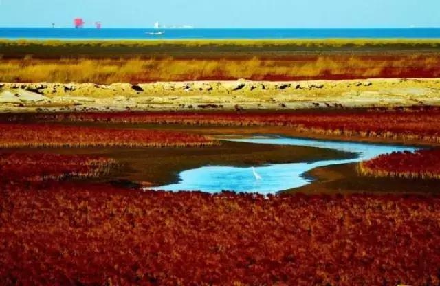 “讲好山东故事”散文丨黄河入海，大美东营