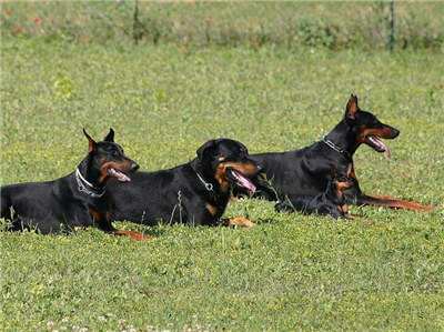 杜宾犬打架真实原因,杜宾犬打架到底厉不厉害
