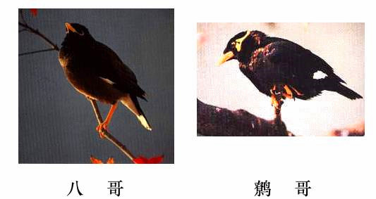 详细的鹩哥与八哥饲养手册，建议收藏