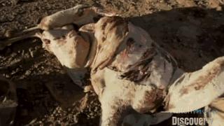 贝爷荒野求生吃恶心的东西,贝爷恶心的十大时刻