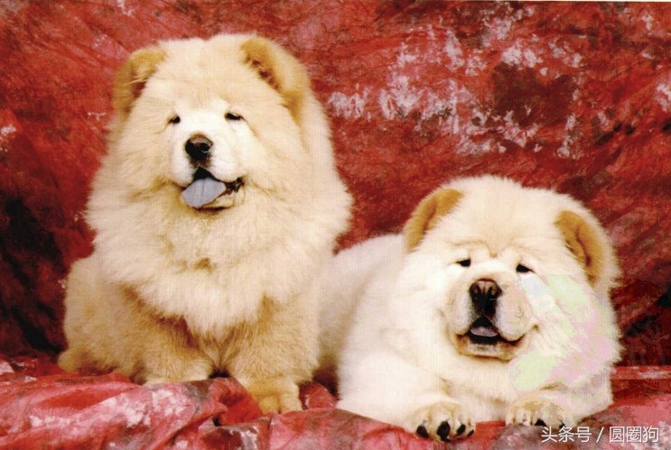 松狮犬打架视频,世界名犬泰迪犬