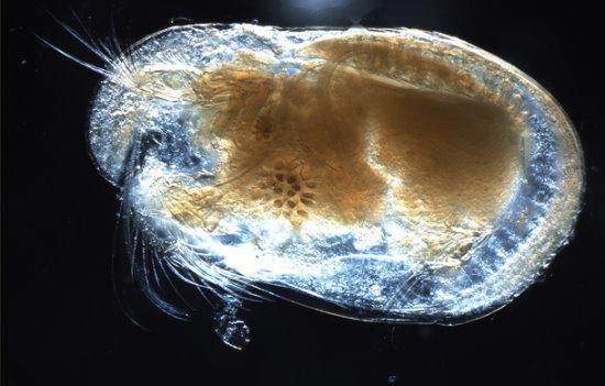 15个奇闻异事,15个罕见的奇闻怪事