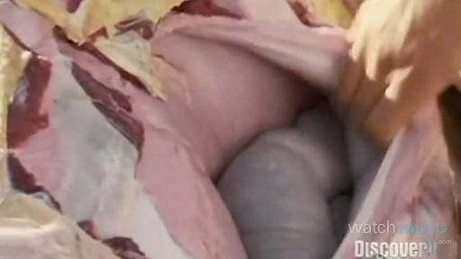 贝爷荒野求生吃恶心的东西,贝爷恶心的十大时刻