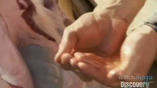 贝爷荒野求生吃恶心的东西,贝爷恶心的十大时刻