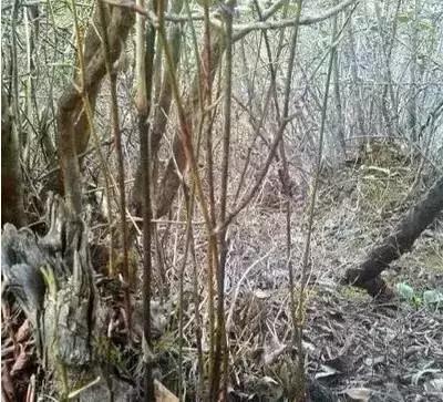 正宗鸡血藤推荐,鸡血藤质量好的选择