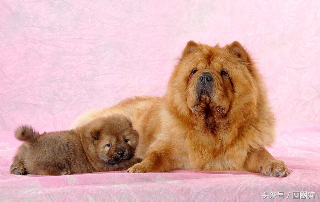 松狮犬打架视频,世界名犬泰迪犬