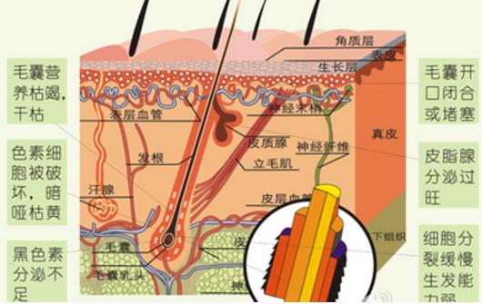 植发必须取后枕部的毛囊吗,植发提取毛囊的部位还能长头发吗
