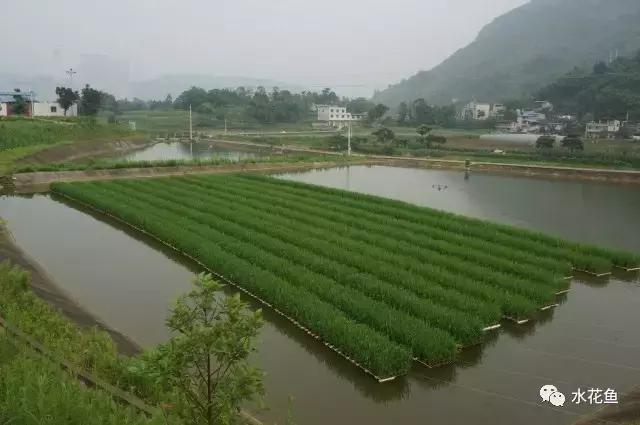 生态养鱼——针对鱼病“三体”的六种生物疗法