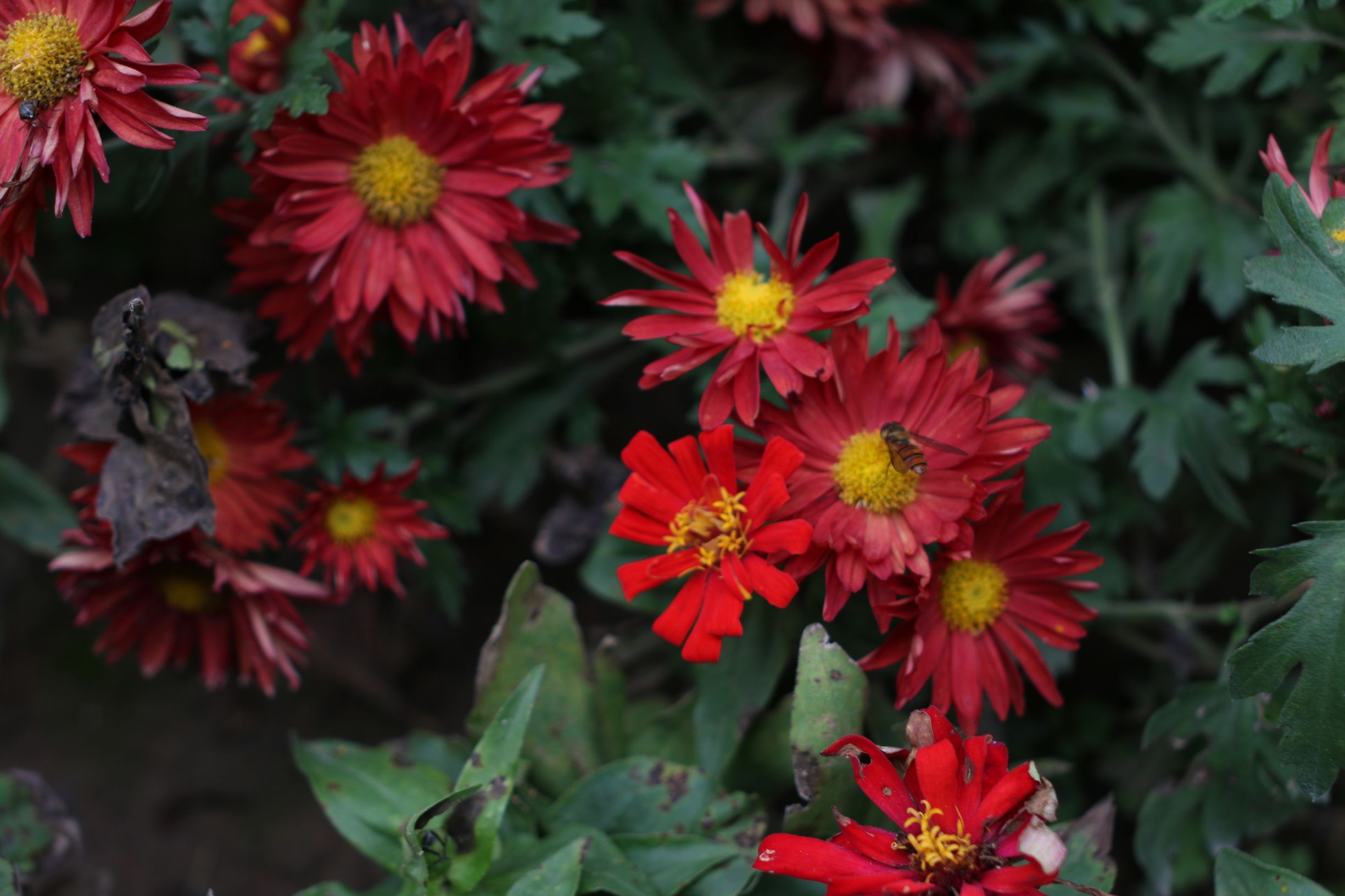 国产镜头到底怎么样？中一35f2亲测请看未经ps处理的原图