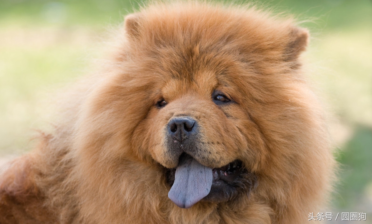 松狮犬打架视频,世界名犬泰迪犬