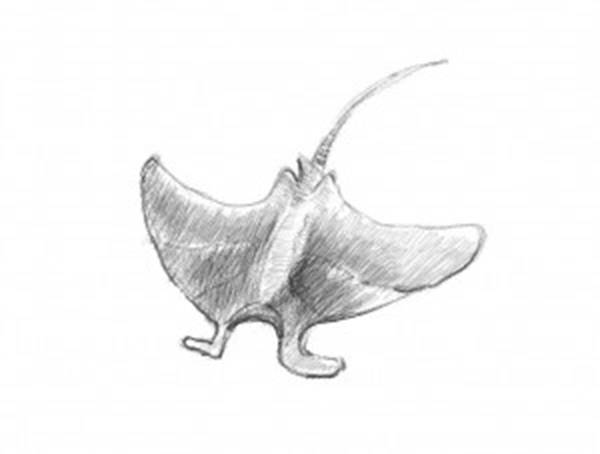 人鱼超萌简笔画教程简单,简笔画海洋生物简单的画法