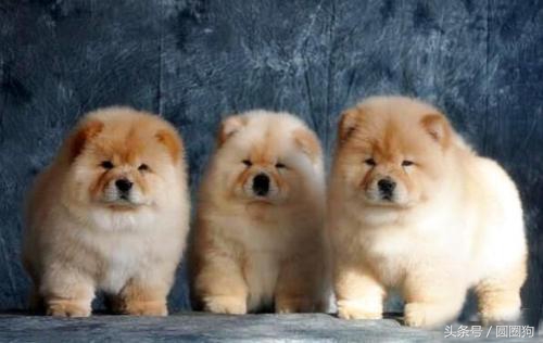 松狮犬打架视频,世界名犬泰迪犬