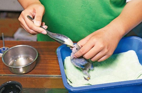 幼鸟喂养方法没有奶粉,幼鸟如何饲养